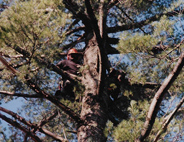 Man Standing In Tree