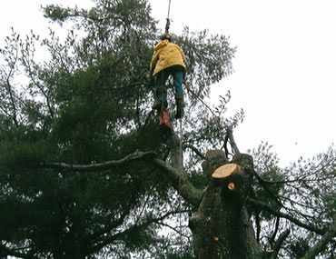 Man Being Lifted By Crane Working On Tree