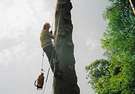 Tree Removal in Grafton County, NH