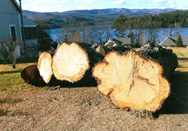 Removed Tree Stumps