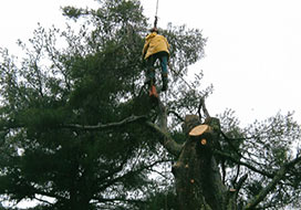 Man Being Lifted By Crane Working On Tree