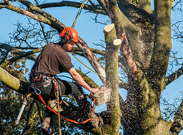 Process of Tree Removal 