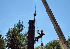 Crane Assisting Man in Tree