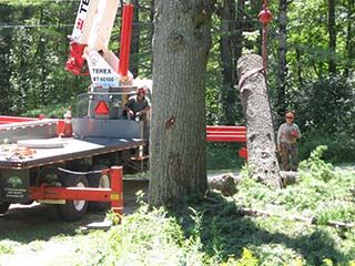 Tree Care in Grafton County, NH